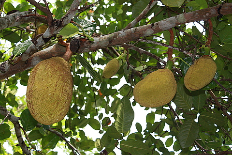 В Тайланде вас разбудят слоны на сайті 20minut.ua В Тайланде вас разбудят слоны, фото №3 на сайті 20minut.ua
