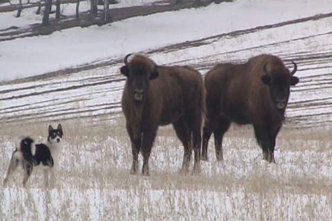 Вінницькі зубри самі просяться під кулі, фото №1 на сайті 20minut.ua