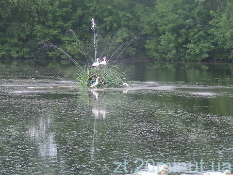 На фестивалі "Купальські роси" житомиряни цвіт папороті не знайшли, фото №18 на сайті 20minut.ua