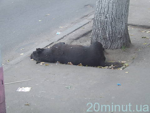 В центрі Житомира невідомі отруюють собак, фото №1 на сайті 20minut.ua