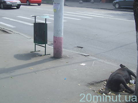 В центрі Житомира невідомі отруюють собак, фото №3 на сайті 20minut.ua