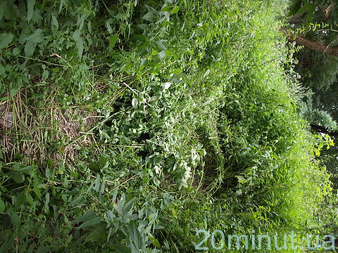 В Житомирі на вихідних масово травили собак, фото №2 на сайті 20minut.ua