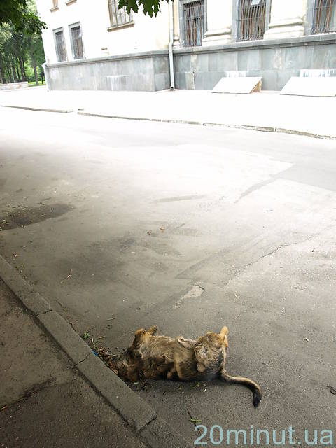 В Житомирі на вихідних масово травили собак, фото №3 на сайті 20minut.ua