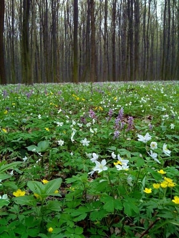 Конкурс "Я люблю Вінницю": фото від Злотніцького Миколи, фото №3 на сайті 20minut.ua