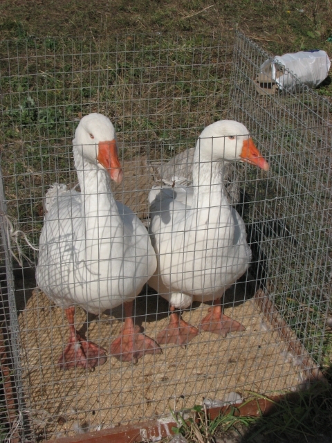 На пташиному ярмарку у Тернополі - кури, гуси, голуби і навіть кролі, фото №11 на сайті 20minut.ua