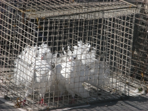 На пташиному ярмарку у Тернополі - кури, гуси, голуби і навіть кролі, фото №12 на сайті 20minut.ua
