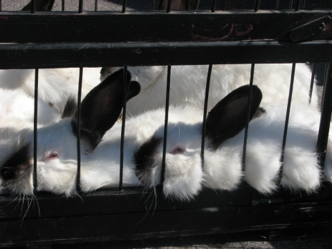 На пташиному ярмарку у Тернополі - кури, гуси, голуби і навіть кролі, фото №13 на сайті 20minut.ua