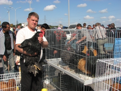 На пташиному ярмарку у Тернополі - кури, гуси, голуби і навіть кролі, фото №15 на сайті 20minut.ua