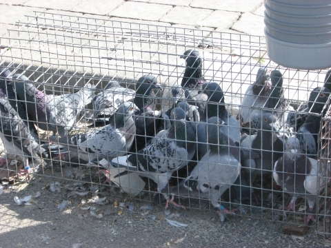 На пташиному ярмарку у Тернополі - кури, гуси, голуби і навіть кролі, фото №17 на сайті 20minut.ua