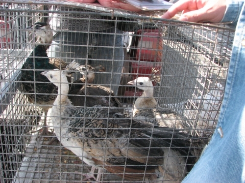 На пташиному ярмарку у Тернополі - кури, гуси, голуби і навіть кролі, фото №18 на сайті 20minut.ua