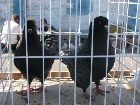 На пташиному ярмарку у Тернополі - кури, гуси, голуби і навіть кролі, фото №2 на сайті 20minut.ua