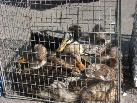 На пташиному ярмарку у Тернополі - кури, гуси, голуби і навіть кролі, фото №4 на сайті 20minut.ua