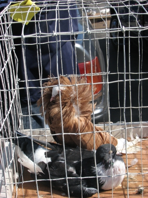 На пташиному ярмарку у Тернополі - кури, гуси, голуби і навіть кролі, фото №7 на сайті 20minut.ua