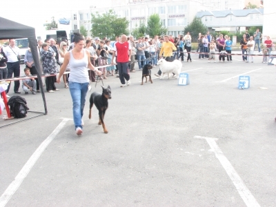 У Тернополі шукали собак-чемпіонів , фото №2 на сайті 20minut.ua