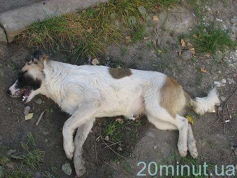 В Житомире снова возобновили собачьи репрессии, фото №1 на сайті 20minut.ua