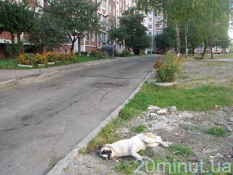 В Житомире снова возобновили собачьи репрессии, фото №5 на сайті 20minut.ua