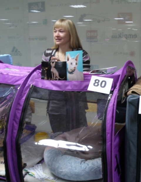 До Вінниці привезли котів вартістю до 200 тисяч євро, яких вивели у Києві на сайті 20minut.ua До Вінниці привезли котів вартістю до 200 тисяч євро, яких вивели у Києві, фото №4 на сайті 20minut.ua