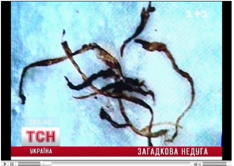 Тернопольские «Моргеллоны» Виннице не страшны, фото №1 на сайті 20minut.ua
