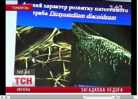 Тернопольские «Моргеллоны» Виннице не страшны, фото №3 на сайті 20minut.ua