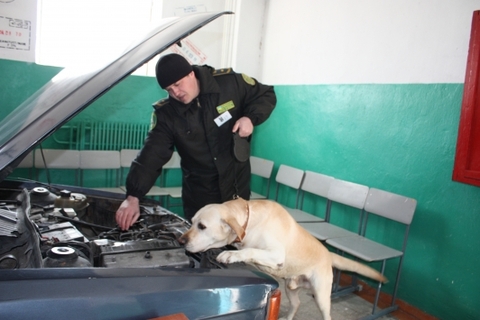На Хмельниччині чотирилапі “митники” шукали наркотики в автомобілях і речах, фото №3 на сайті vsim.ua