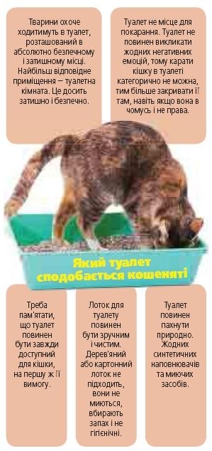 Привчіть кота до лотка за п’ять днів , фото №1 на сайті 20minut.ua