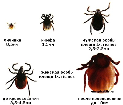 17 тернополян захворіли на хворобу Лайма, фото №1 на сайті 20minut.ua