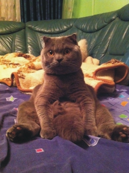 Фотоконкурс домашніх улюбленців, а саме - котів! на сайті vsim.ua Фотоконкурс домашніх улюбленців, а саме - котів!, фото №1 на сайті vsim.ua