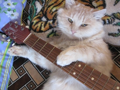 Фотоконкурс домашніх улюбленців, а саме - котів! на сайті vsim.ua Фотоконкурс домашніх улюбленців, а саме - котів!, фото №10 на сайті vsim.ua