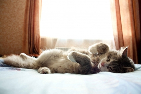 Фотоконкурс домашніх улюбленців, а саме - котів! на сайті vsim.ua Фотоконкурс домашніх улюбленців, а саме - котів!, фото №2 на сайті vsim.ua