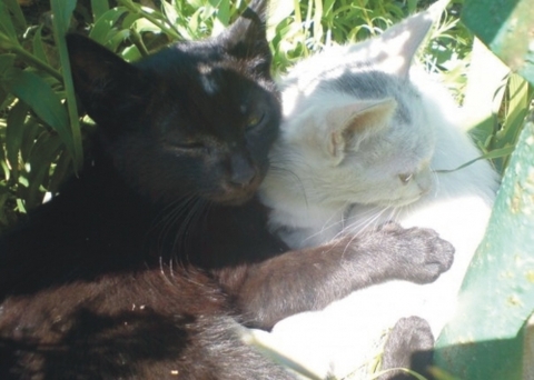 Фотоконкурс домашніх улюбленців, а саме - котів! на сайті vsim.ua Фотоконкурс домашніх улюбленців, а саме - котів!, фото №3 на сайті vsim.ua