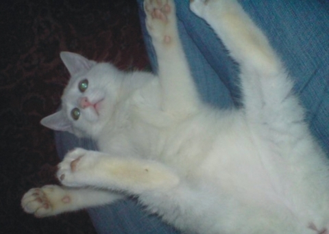 Фотоконкурс домашніх улюбленців, а саме - котів! на сайті vsim.ua Фотоконкурс домашніх улюбленців, а саме - котів!, фото №5 на сайті vsim.ua