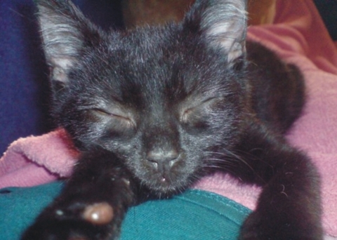 Фотоконкурс домашніх улюбленців, а саме - котів! на сайті vsim.ua Фотоконкурс домашніх улюбленців, а саме - котів!, фото №6 на сайті vsim.ua