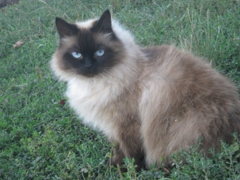 Фотоконкурс домашніх улюбленців, а саме - котів! на сайті vsim.ua Фотоконкурс домашніх улюбленців, а саме - котів!, фото №7 на сайті vsim.ua