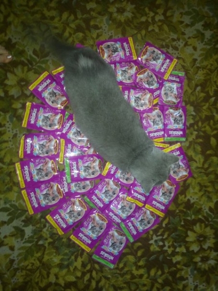 Фотоконкурс домашніх улюбленців, а саме - котів! на сайті vsim.ua Фотоконкурс домашніх улюбленців, а саме - котів!, фото №8 на сайті vsim.ua