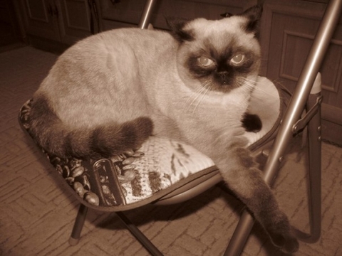 Фотоконкурс домашніх улюбленців, а саме - котів! на сайті vsim.ua Фотоконкурс домашніх улюбленців, а саме - котів!, фото №9 на сайті vsim.ua