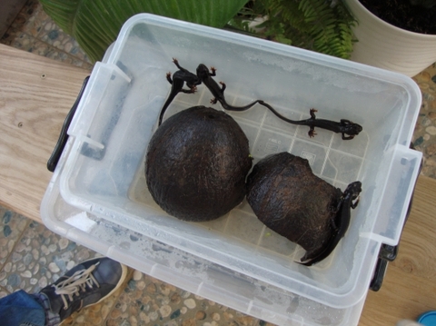 У Хмельницькому показують акваріуми, щоб допомогти дітям, фото №4 на сайті vsim.ua