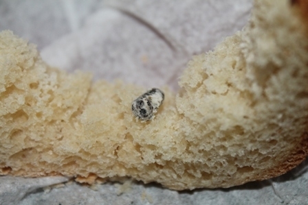 Винничанка нашла в хлебе крысиные какашки на сайті 20minut.ua Винничанка нашла в хлебе крысиные какашки, фото №2 на сайті 20minut.ua