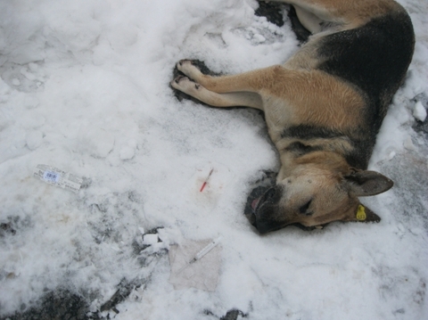 У центрі Хмельницького перехожих шокував труп собаки на сайті vsim.ua У центрі Хмельницького перехожих шокував труп собаки , фото №1 на сайті vsim.ua