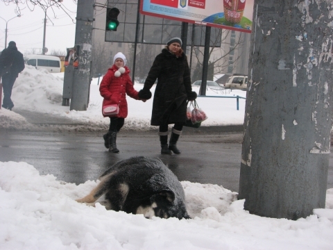 Отруєні собаки вмирають у натовпі людей на сайті 20minut.ua Отруєні собаки вмирають у натовпі людей, фото №1 на сайті 20minut.ua