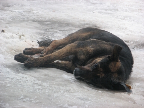 Отруєні собаки вмирають у натовпі людей на сайті 20minut.ua Отруєні собаки вмирають у натовпі людей, фото №2 на сайті 20minut.ua