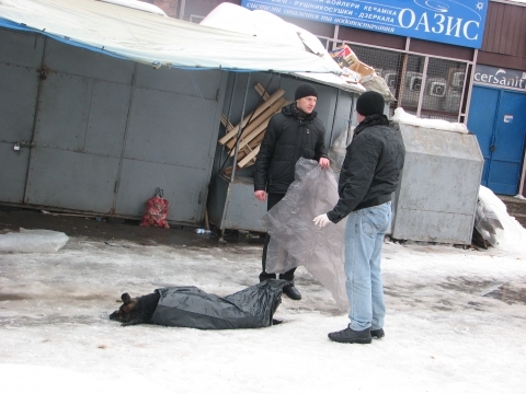 Отруєні собаки вмирають у натовпі людей на сайті 20minut.ua Отруєні собаки вмирають у натовпі людей, фото №3 на сайті 20minut.ua