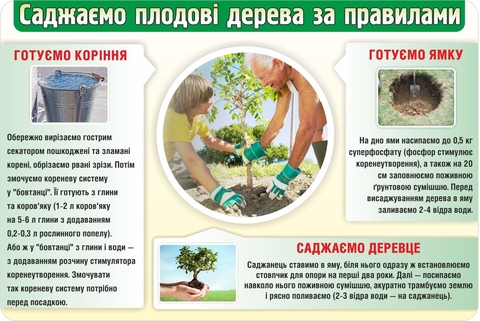 Щоб деревце прийнялося, треба обрати якісний саджанець на сайті 20minut.ua Щоб деревце прийнялося, треба обрати якісний саджанець, фото №1 на сайті 20minut.ua