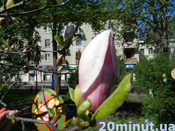 Фото дня: В Тернополі цвітуть магнолії, фото №3 на сайті 20minut.ua