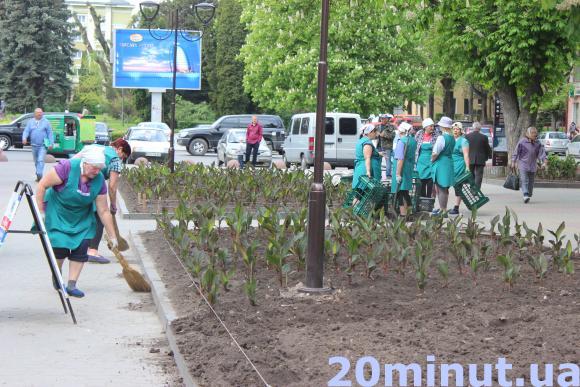Фото дня: На Сагайдачного саджають канни, фото №1 на сайті 20minut.ua