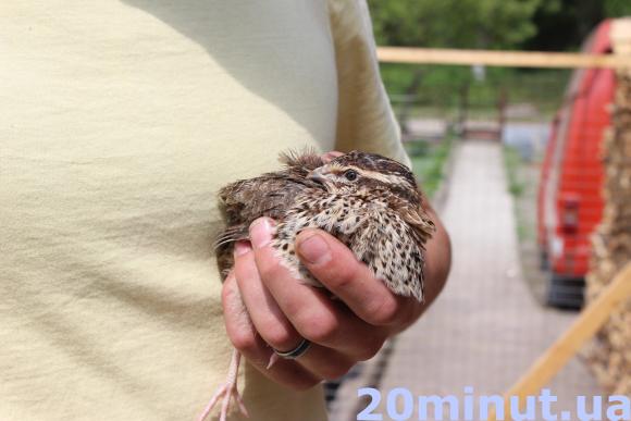 Переселенець Віктор із Донецька розводить біля Тернополя перепілок, фото №3 на сайті 20minut.ua