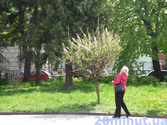 Сакури на Майдані Волі гинуть від холоду, кажуть комунальники, фото №1 на сайті 20minut.ua