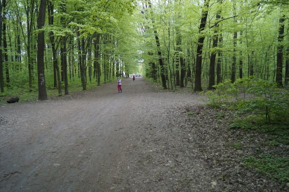 Що залишилось в Лісопарку після святкування Першотравня, фото №2 на сайті 20minut.ua