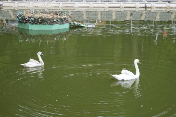 В Лебединому озері оселились Руслан і Даша, яких не можна годувати, фото №1 на сайті 20minut.ua