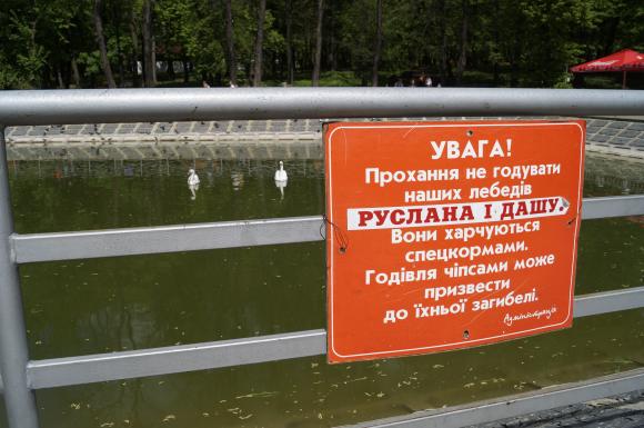 В Лебединому озері оселились Руслан і Даша, яких не можна годувати, фото №2 на сайті 20minut.ua