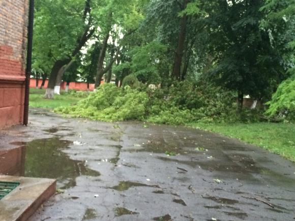 Біля 30 школи зріжуть дерева, щоб ті нікого не покалічили, фото №1 на сайті 20minut.ua
